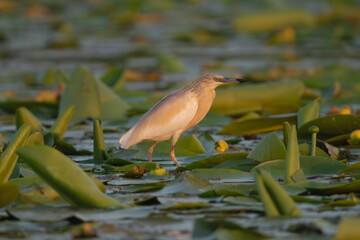 Squacco Heron - Ardeola ralloides walking on water lilies. Green background, Photo from Danube Delta in Romania.