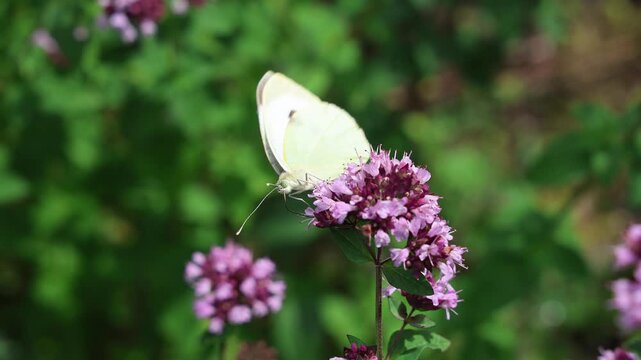 White butterfly landing on oregano flowers