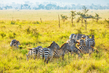 Migrating zebras walk through a savanna photographed during an African Safari