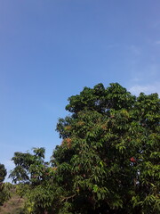 trees and sky