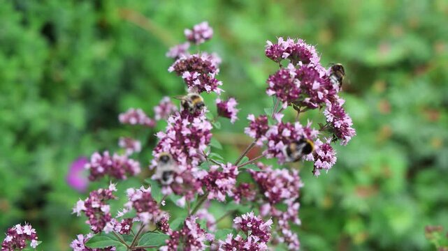 Industrious bumblebees collecting pollen and sipping nectar from vibrant purple oregano blossoms thriving in lush garden setting