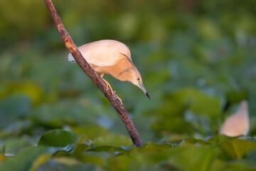 quacco Heron - Ardeola ralloides perched hunting. Green background, Photo from Danube Delta in...