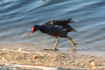 The common moorhen, black and brown bird with red and yellow beak and green legs, walking on dry leaves seeking for food.