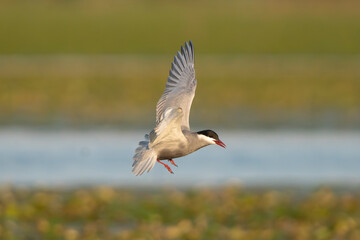 Whiskered Tern - Chlidonias hybrida in flight with spanned wings at green background. Photo from Danube Delta in Romania. Isolated.
