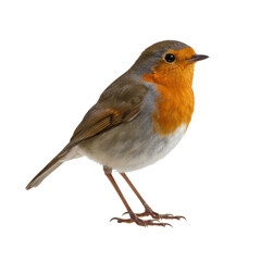 Fototapeta premium A vibrant adult european robin with orange-red breast and greyish-brown upper parts, standing upright and looking right against a plain white background with no shadows, pristine nature documentation