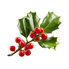 Holly sprig with red berries and green leaves Christmas decoration nature, isolated on transparent background, perfect cutout, PNG