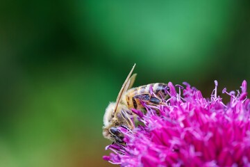 A bee on a pink ornamental onion.