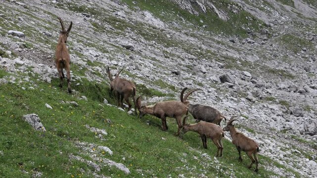 Wild mountain goat ibex in the Alps. Ibex herd with male, female and cubs on the green meadow among the rocky mountain peaks in the Alps Austria. Lechtaler Alps wild animals in their natural habitat
