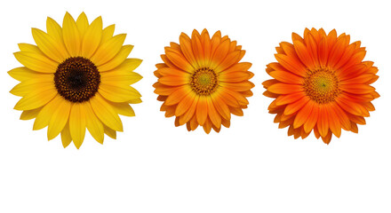 Naklejka premium Five perfect, vibrant blooming flowers (yellow, orange hues) meticulously arranged horizontally on a transparent background, top-down view, shadowless studio lighting. Pristine commercial still
