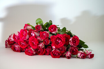 Fresh pink roses lie on a light background