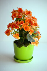 Beautiful begonia flowers in a pot. Home plants