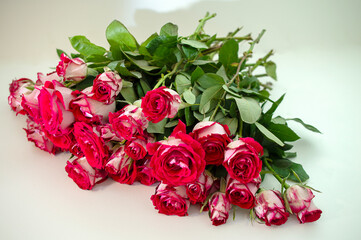 Fresh red and white roses lie on a light background