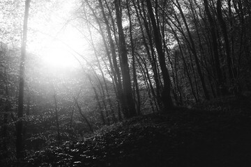 Black and White Image of Tall Trees with Glowing Light and Shadows on Tranquil Forest Floor