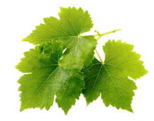A cluster of vibrant green grapevine leaves with detailed veins and serrated edges.