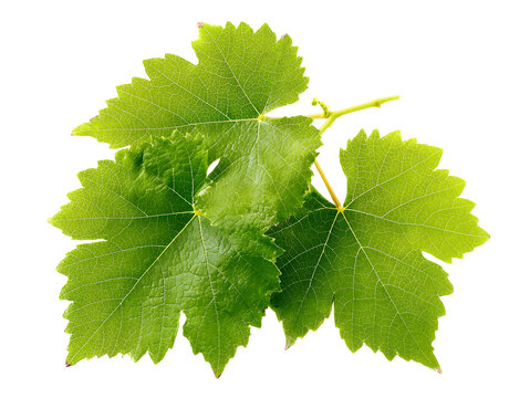 A cluster of vibrant green grapevine leaves with detailed veins and serrated edges.