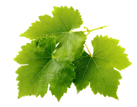 A cluster of vibrant green grapevine leaves with detailed veins and serrated edges.