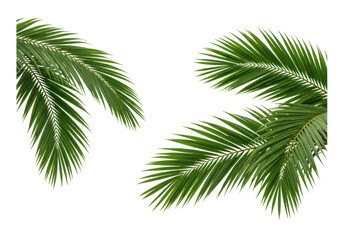 Fototapeta premium Lush, vibrant green coconut palm leaves with fine veins and natural textures, some subtle browning, on a transparent isolated background with ample copy space, a minimalist tropical design concept