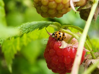 A ladybug on a raspberry in a garden. © Andreas
