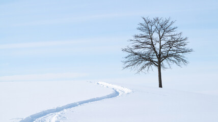 Lone bare tree stands beside a snowy path under a pale blue sky
