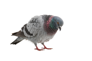 A contemplative pigeon lost in thought feathers ruffled in gentle breeze exploring the world on transparent background