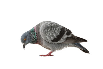 A curious pigeon gracefully lowers its head searching for crumbs with a determined gaze on...