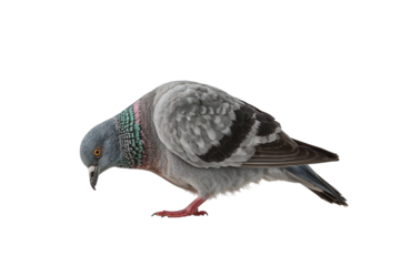 A curious pigeon gracefully lowers its head searching for crumbs with a determined gaze on transparent background