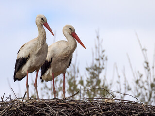 two storks standing e in nest on light blue sky