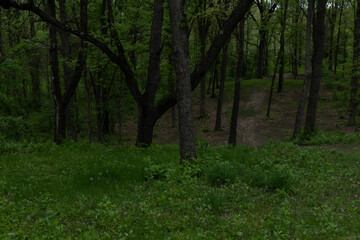 Obraz premium Serene Path Through Lush Forest