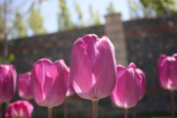 pink and white tulips