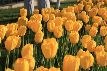 yellow and red tulips