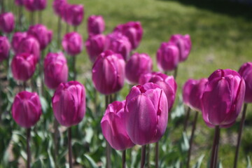 field of pink tulips