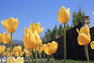 yellow and red tulips