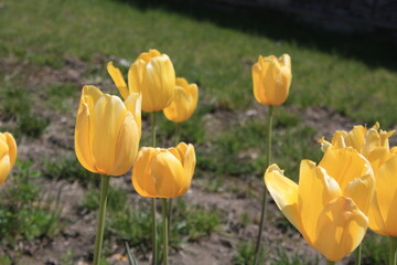 yellow and red tulips