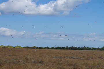 cMigratory locusts are attacking the savanna fields and farmers' plantations in Pahunga Lodu sub-district, East Sumba Regency 