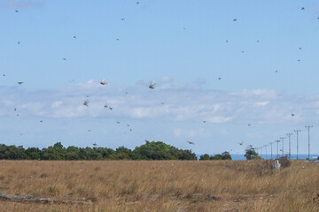 cMigratory locusts are attacking the savanna fields and farmers' plantations in Pahunga Lodu...