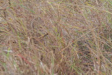 cMigratory locusts are attacking the savanna fields and farmers' plantations in Pahunga Lodu sub-district, East Sumba Regency 
