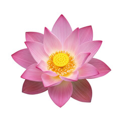 Vibrant pink lotus flower with delicate unfurling petals and bright yellow stamen, in full bloom, isolated against a pristine transparent studio background with copy space, clean minimalist