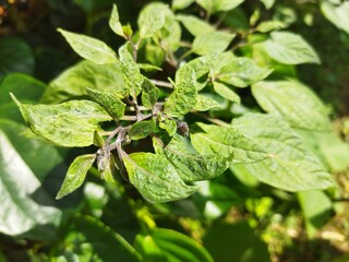 fresh tomato leaves