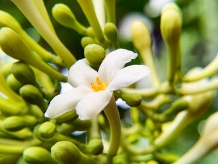 Men's papaya flower, that can't be the fruit male papaya flower, papaya that cannot bear fruit,...