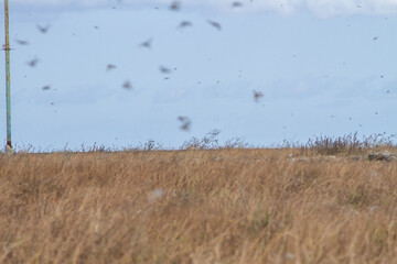 Migratory locusts are attacking the savanna fields and farmers' plantations in Pahunga Lodu sub-district, East Sumba Regency 