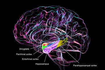 Human brain mid-section with highlighted amygdala (red), hippocampus (blue), parahippocampal gyrus and associated cortices: perirhinal (green), entorhinal (purple), parahippocampal (yellow).