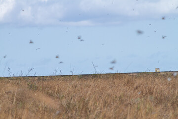 Migratory locusts are attacking the savanna fields and farmers' plantations in Pahunga Lodu sub-district, East Sumba Regency 