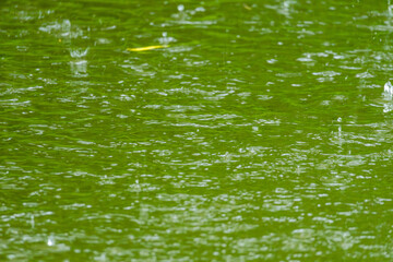 雨の日　雨粒が池に降りそそぐ14