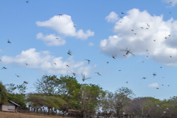 Migratory locusts are attacking the savanna fields and farmers' plantations in Pahunga Lodu sub-district, East Sumba Regency 