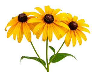 Cluster of Rudbeckia Flowers on a Branch with Green Leaves, Front View PNG”