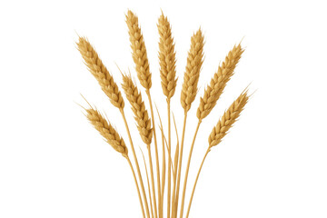 Fototapeta premium Golden wheat stalks, isolated on a transparent background, offer versatile design options for agriculture, food, and nature-themed projects
