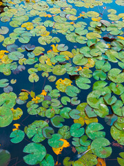 Green leaves of different shapes on the water. Fountain in the park.