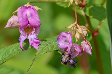 A honeybee crawls into the calyx of a Himalayan balsam, nature, food, plant, summer, season, bees