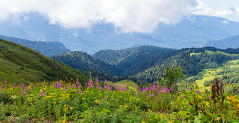 Fireweed flowers on a slope high in the mountains in summer - panorama
