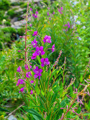 blooming fireweed - Epilobium angustifolium in summer
